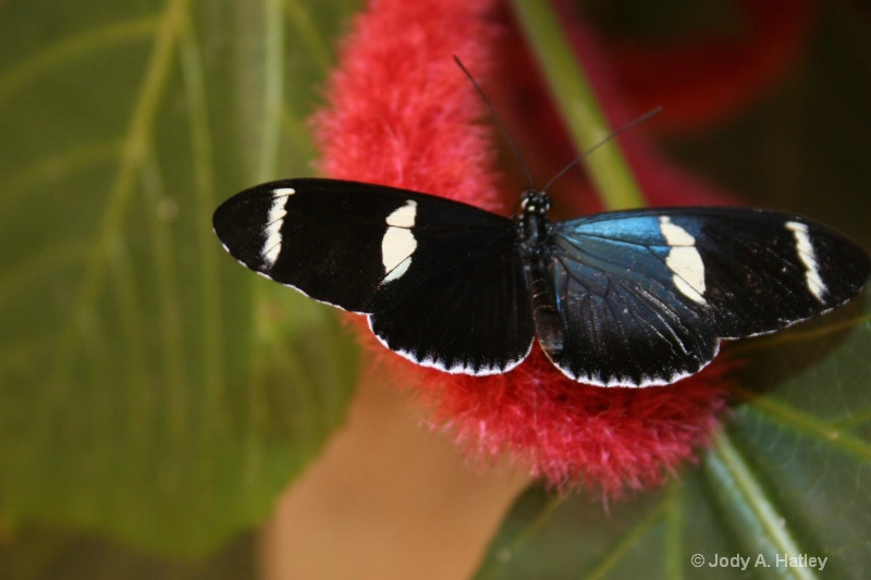 Butterfly - ID: 10168864 © Jody A. Hatley