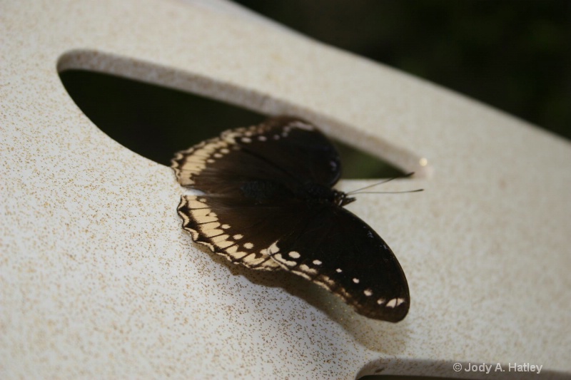 Butterfly - ID: 10168866 © Jody A. Hatley