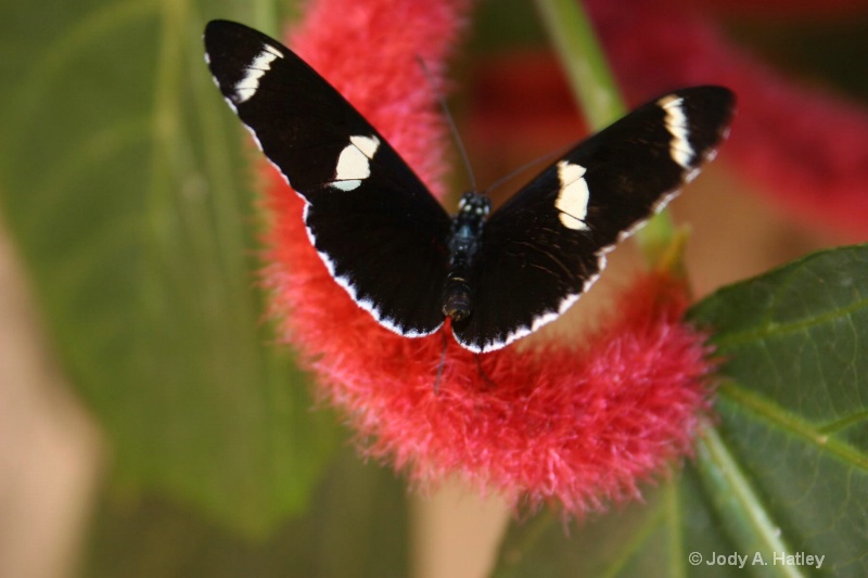 Butterfly - ID: 10168867 © Jody A. Hatley
