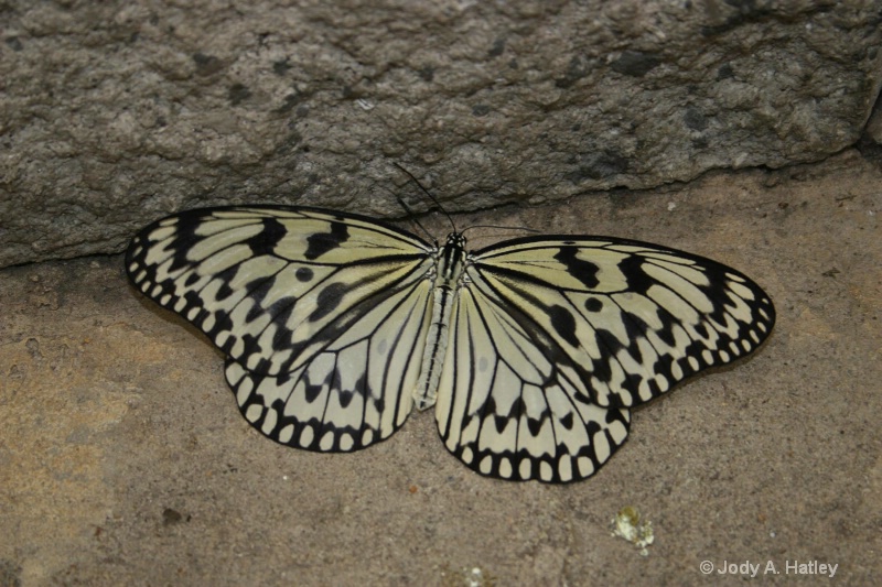 Paper Kite - ID: 10168868 © Jody A. Hatley