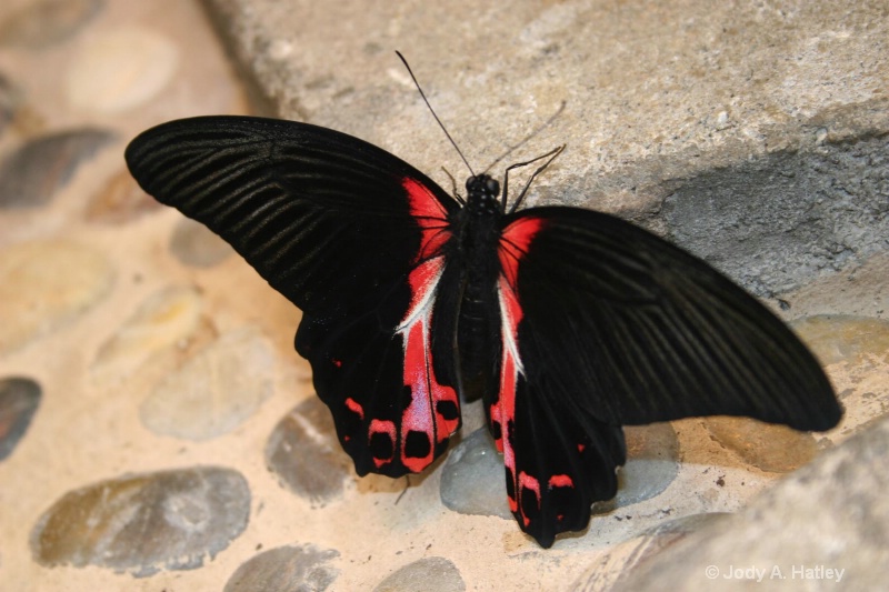Scarlett Mormon - ID: 10168869 © Jody A. Hatley