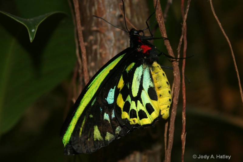 Butterfly - ID: 10168870 © Jody A. Hatley