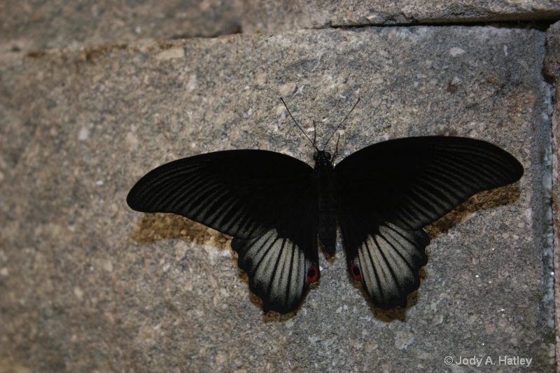 Butterfly - ID: 10168871 © Jody A. Hatley