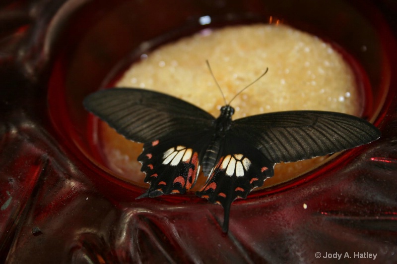 Butterfly - ID: 10168872 © Jody A. Hatley