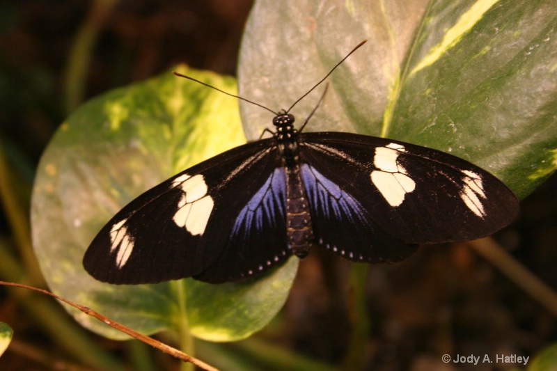 Doris Longwing - ID: 10168873 © Jody A. Hatley