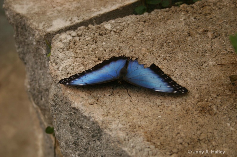 Common Blue Morpho - ID: 10168874 © Jody A. Hatley