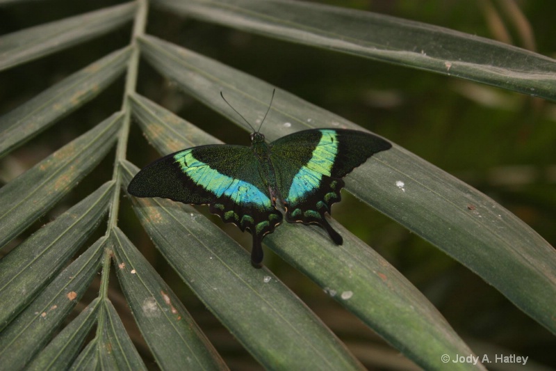 butterfly - ID: 10168875 © Jody A. Hatley