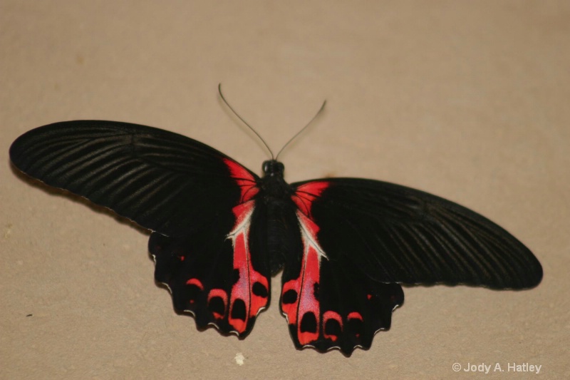 Scarlet Mormon - ID: 10168878 © Jody A. Hatley