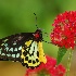2Birdwing Butterfly - ID: 10169664 © Carol Eade
