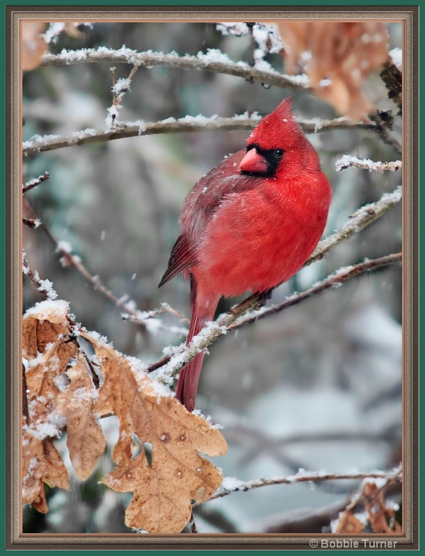 cardinal during a snow storm - ID: 10169906 © BARBARA TURNER