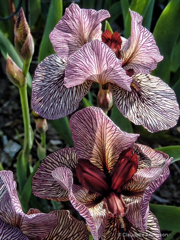 Oyez Intermediate Iris Blooms