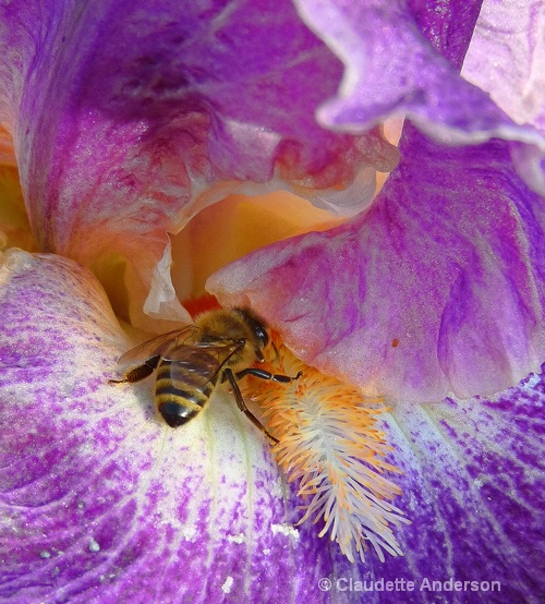 Bee Burrowing into Iris Throat