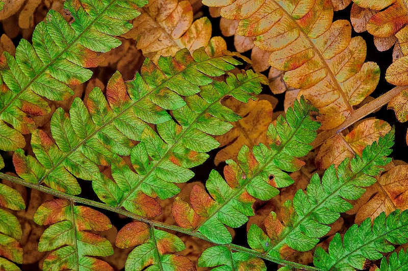 Fern Overlay