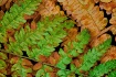 Fern Overlay