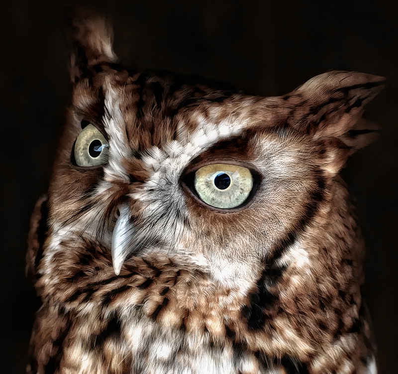 Eastern Screech Owl