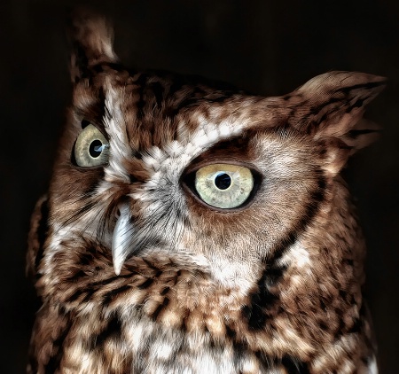 Eastern Screech Owl