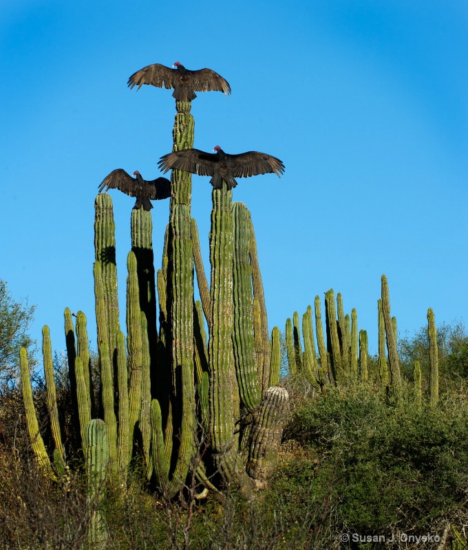 3 Black Birds, Sitting on a Cactus