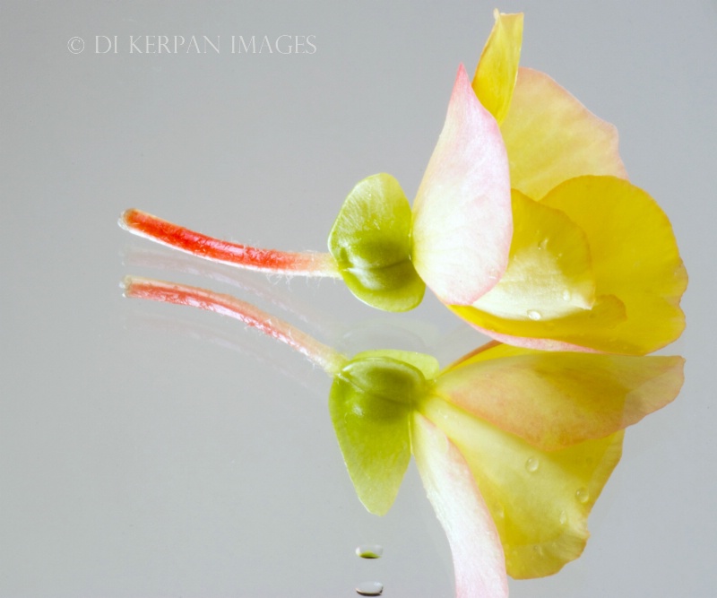 begonia reflection