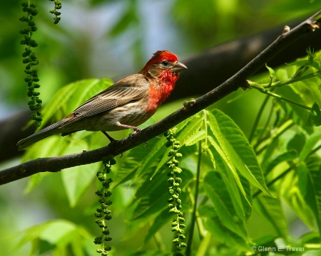 House Finch Paridise