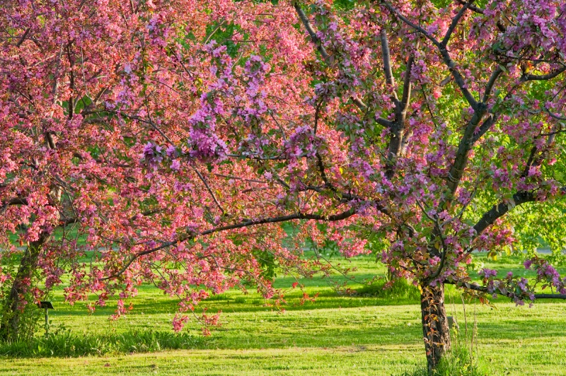 Arboretum crab apple blossoms