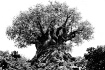 The Tree Of Life