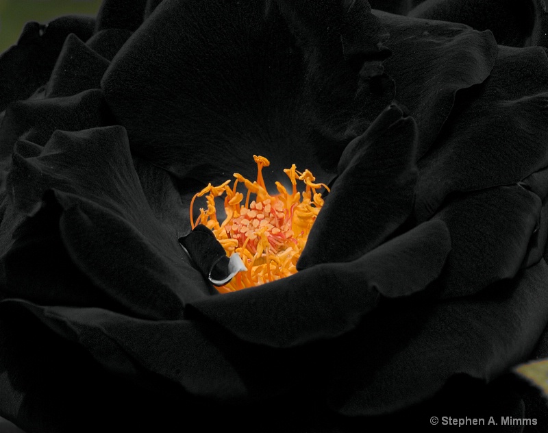 Black Rose - ID: 10174619 © Stephen Mimms