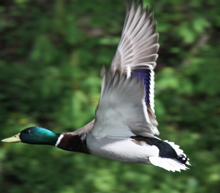 A flying duck