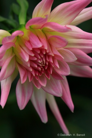 Dahlia In Pink