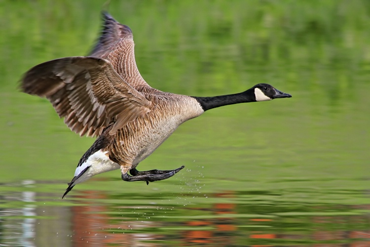 Landing Gear