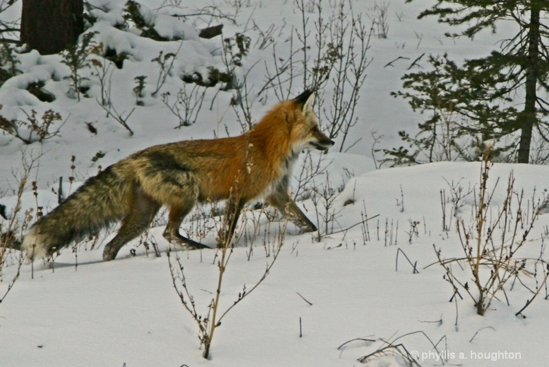 Fox in Yellowstone