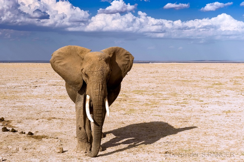 Tusker (Amboseli N.P.-Kenya)