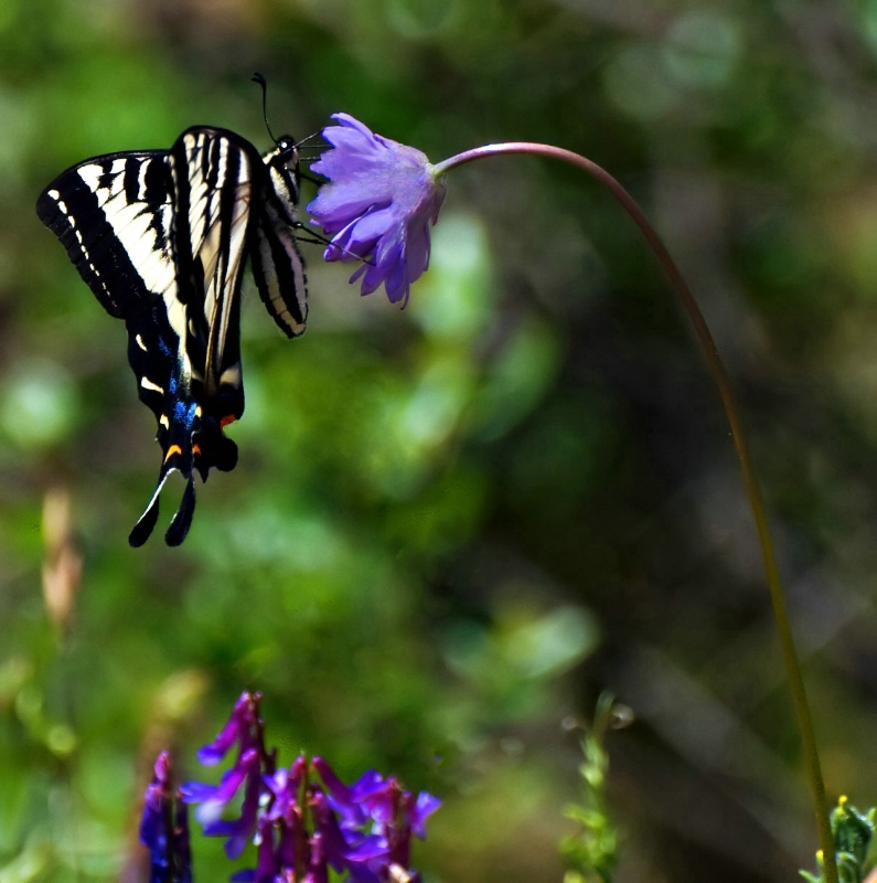 Tiger Swallowtail - ID: 10181752 © Clyde Smith
