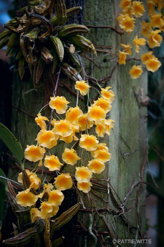 yellow orchids  