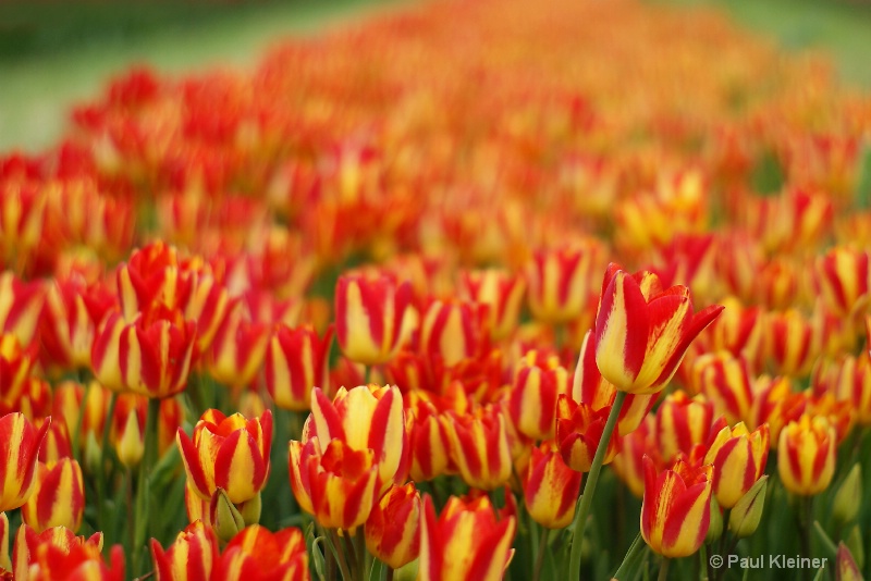 Infinite Tulips