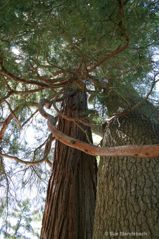 Tree Hugger, Lithia Park, Ashland, OR - ID: 10184174 © Sue P. Stendebach