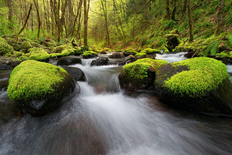 Gorton Creek