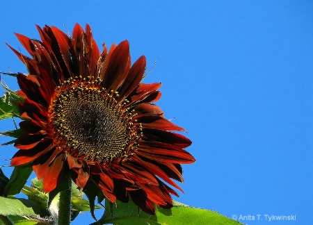 Sunflower looking up