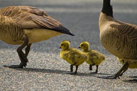 Crossing the Street