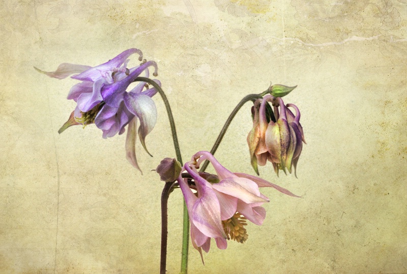 Columbine Trio