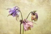 Columbine Trio