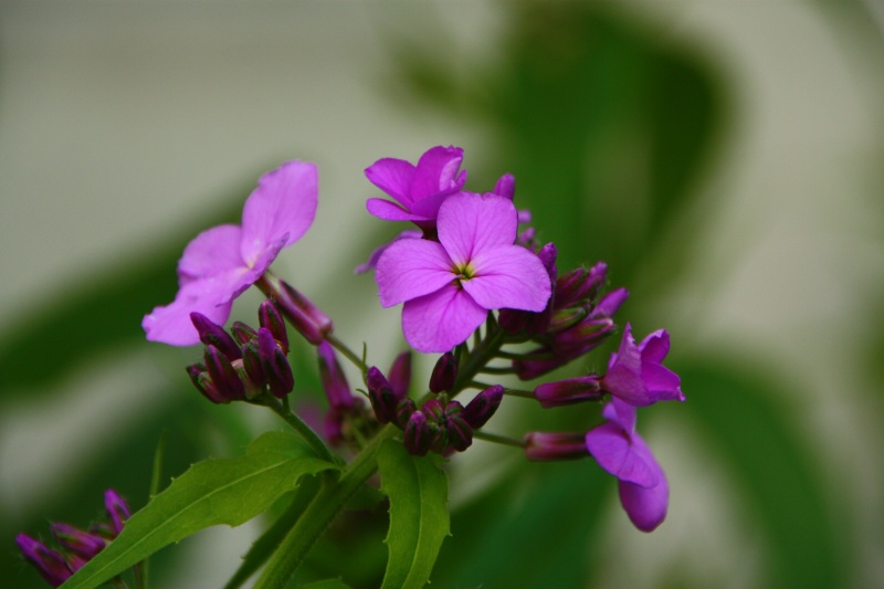 purple flower