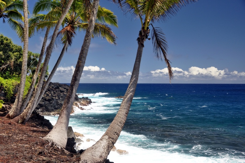 Lovely Puna Palms