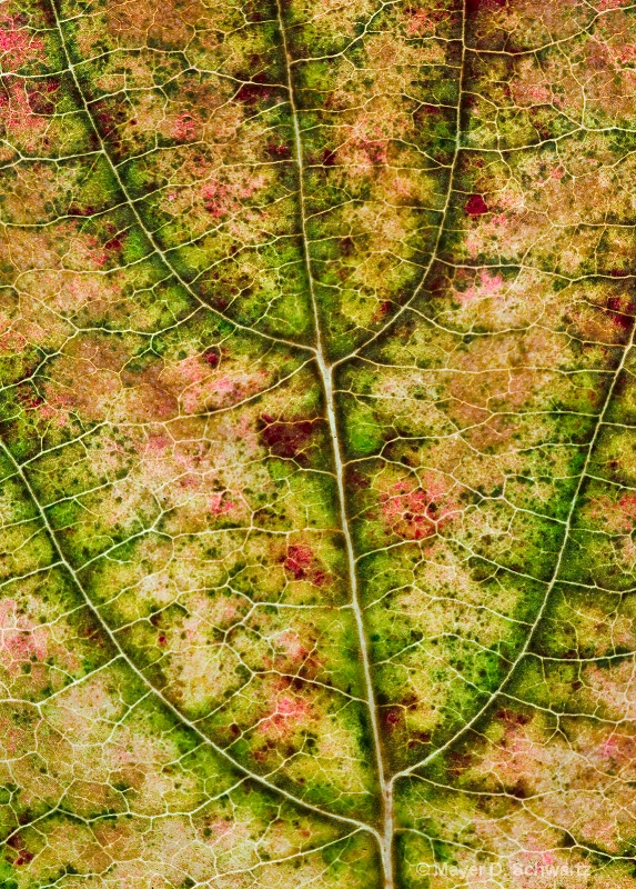 Pink Dogwood Leaf - ID: 10186677 © Janet  R. Schwartz
