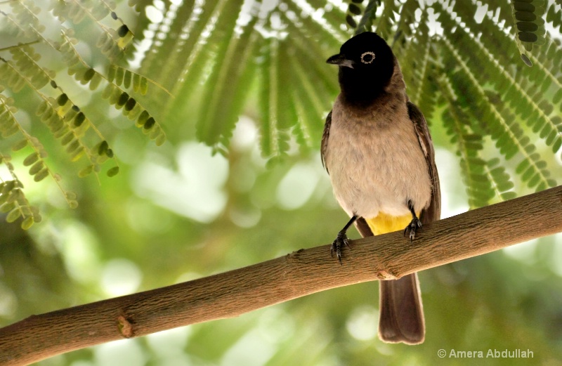 Yellow Vented Bulbul