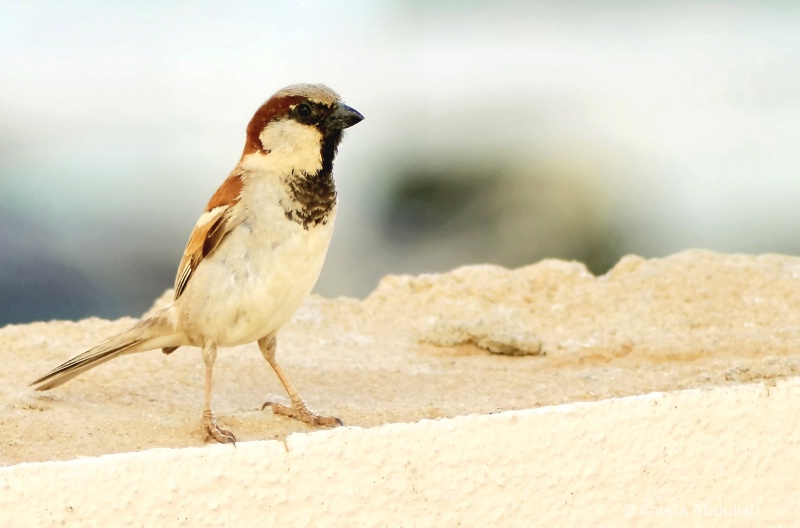 house sparrow 
