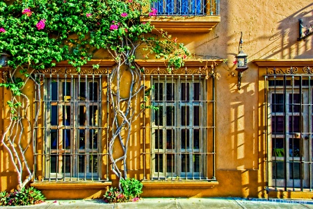 BOUGAINVILLEA, LAMP, SHADOWS, & WINDOWS