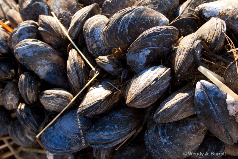 Morning Mussels - ID: 10189201 © Wendy A. Barrett
