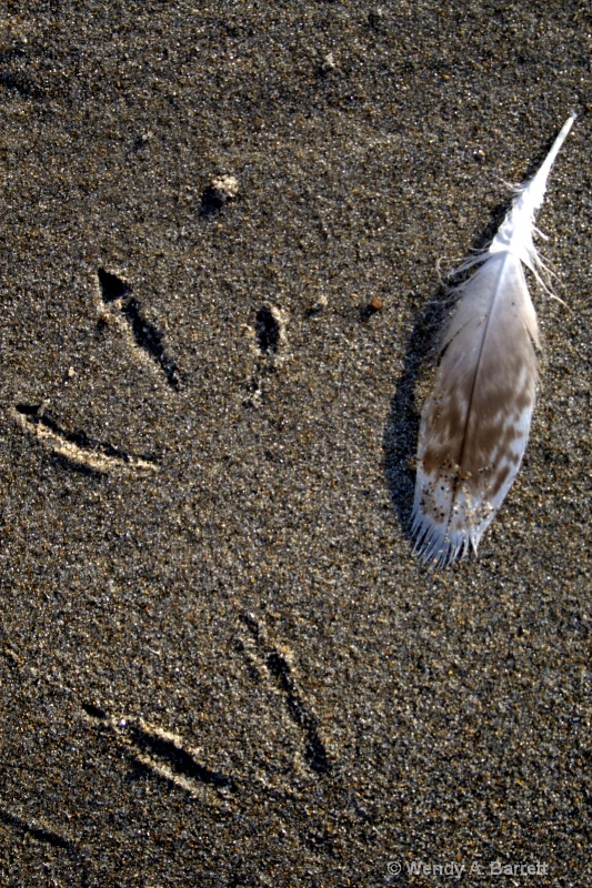 Gull feather - ID: 10189538 © Wendy A. Barrett