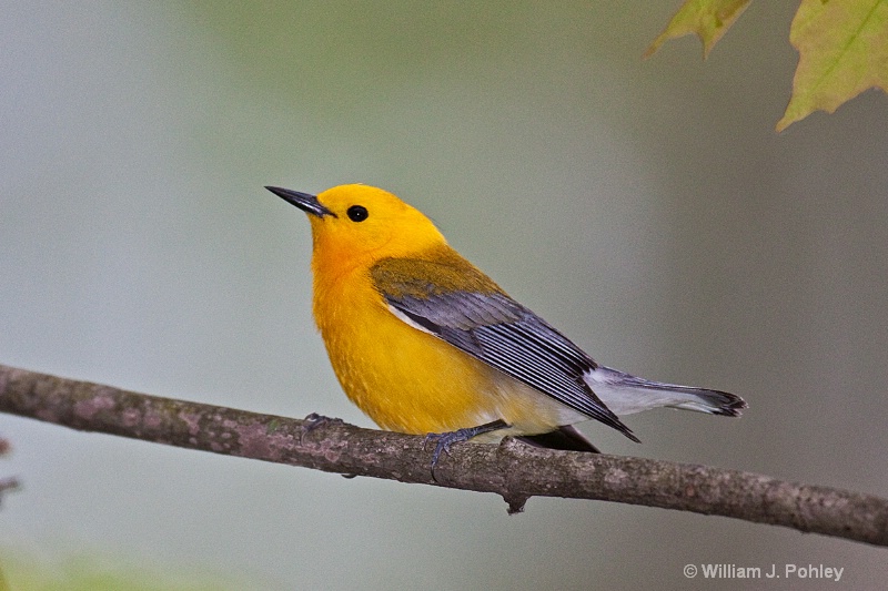 Prothonotary Warbler 3 - ID: 10190444 © William J. Pohley