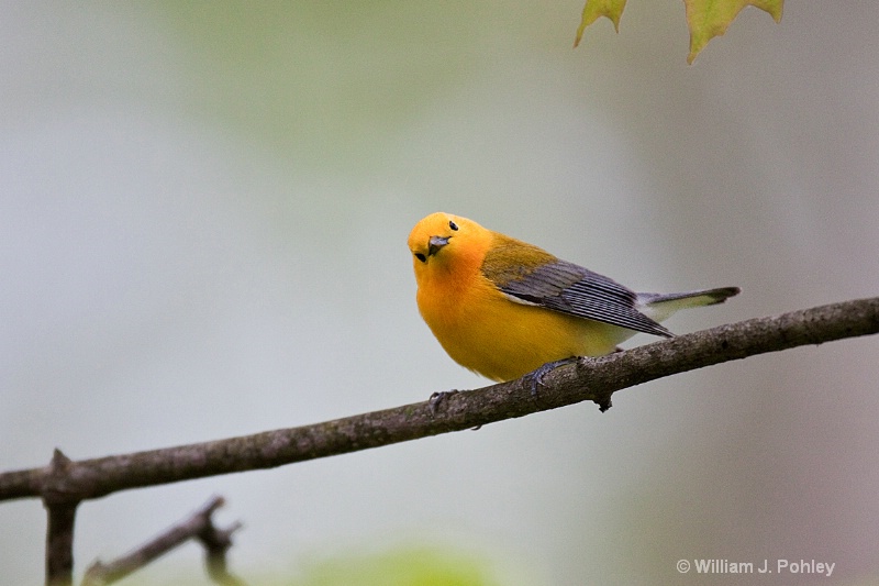 Prothonotary Warbler 2 - ID: 10190445 © William J. Pohley